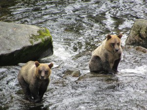 Brown bears look for fish to feed back into the forest ecosystem