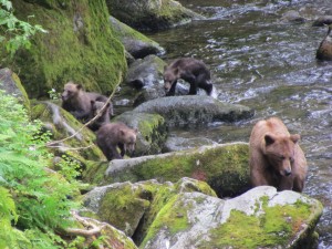 Super Mom: A brown bear guides four cubs down Anan Creek. Hillman/KSTK