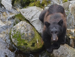 bear