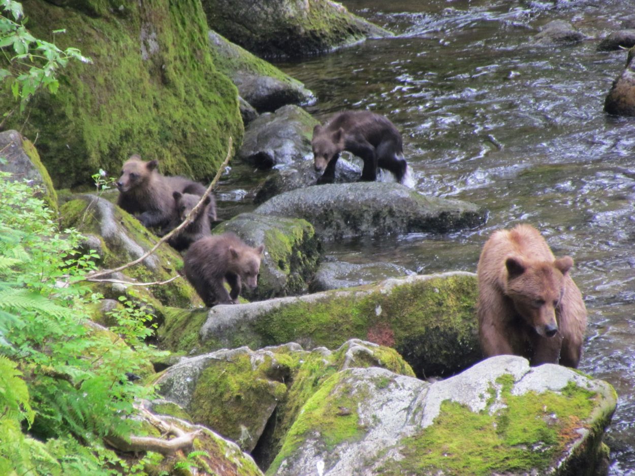 Unusually large number of brown bears and cubs seen at Anan this year
