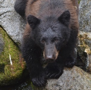 bear