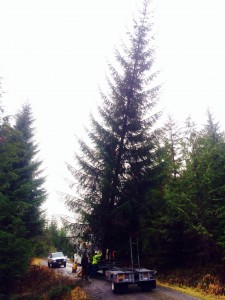 town tree