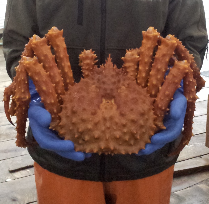 crab