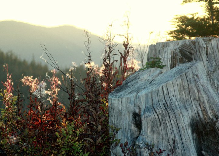 USFS open house looks at Tongass transition to young-growth logging