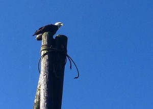 A bald eagle in Wrangell. (Katarina Sostaric/KSTK)