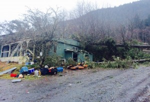 trees fell on house