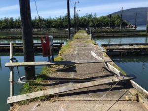 Unusable dock at Shoemaker Bay Harbor
