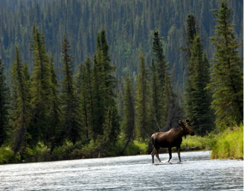 Wrangell weighs in on Board of Game proposals