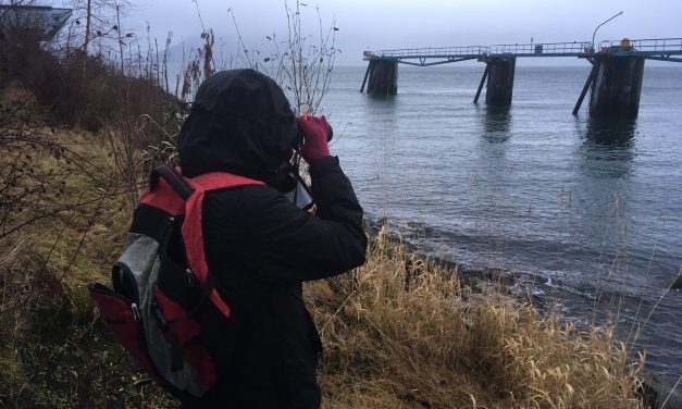 21st year for Stikine River Birding Fesitval