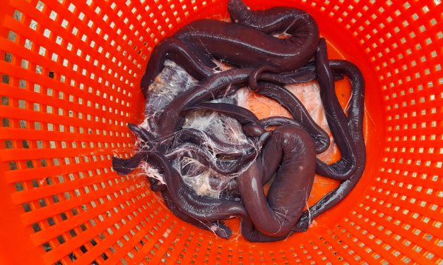 Could hagfish provide another fishery for Southeast?