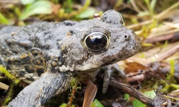 “He who cares for the frogs,” an Alaska herpetologist on amphibians near the Stikine