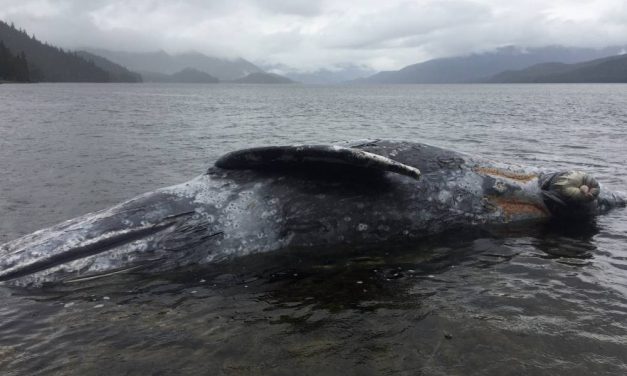 Dead gray whale near Wrangell located and secured