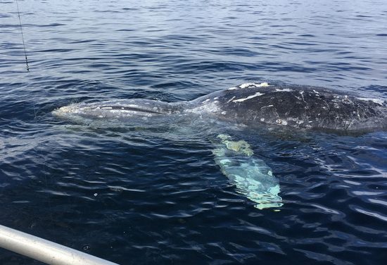Three dead gray whales reported in Southeast Alaska