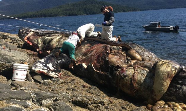 With 12 gray whale deaths in Alaska waters, biologists race to find the cause