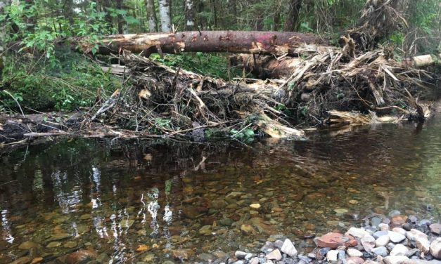 Grassroots group restores creeks in Southeast