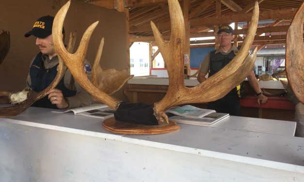 Sportsmen, charities to distribute moose meat in Wrangell