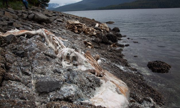 Wrangell collects gray whale bones for local projects