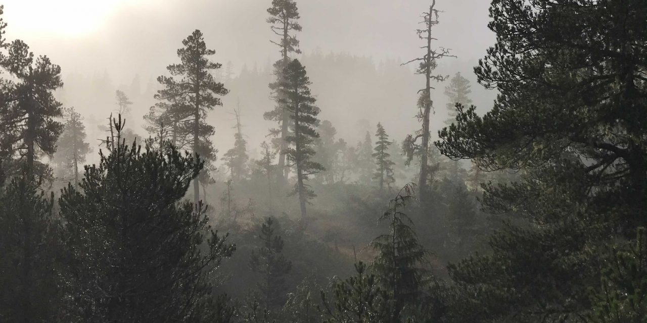 Ranger District wraps up large goshawk survey to prepare for potential timber sales