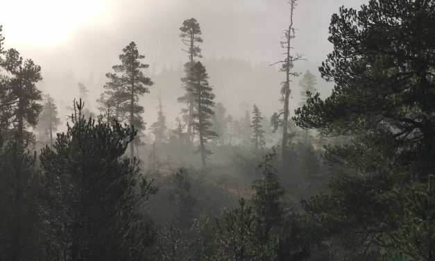 Ranger District wraps up large goshawk survey to prepare for potential timber sales