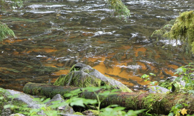 Wrangell’s fish consumption survey for tribal members may have impact