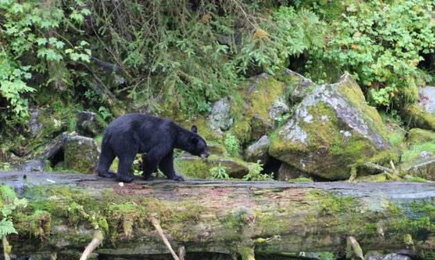 Infrastructure projects and new permit availability expand access to Anan Wildlife Observatory