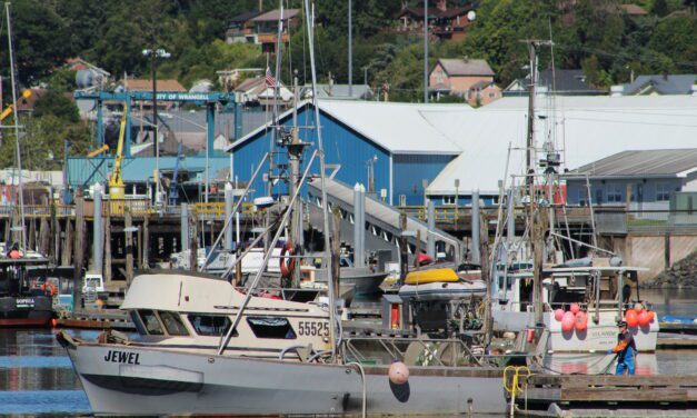 Southeast pink salmon harvest could drop by two-thirds this year