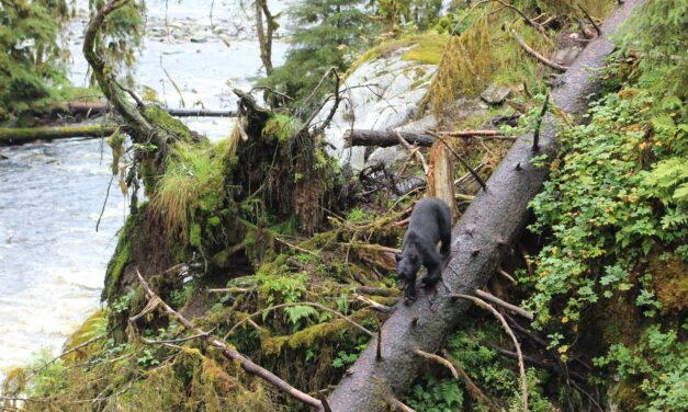 Tongass National Forest back under the Roadless Rule