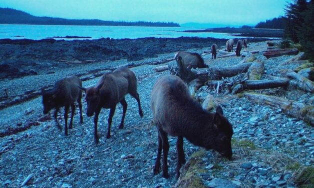 Board of Game authorizes Zarembo Island elk hunt