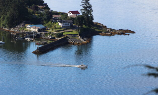 Kelp help: Study shows clean-water benefits of kelp