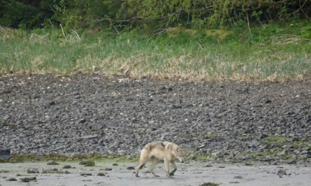 Wrangell Assembly preview: SE wolves, building permits & more
