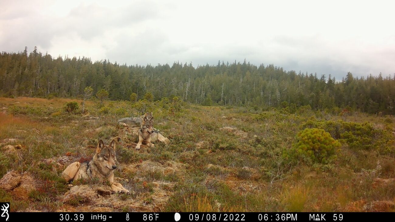 Wrangell urges feds to leave Southeast wolves off endangered species