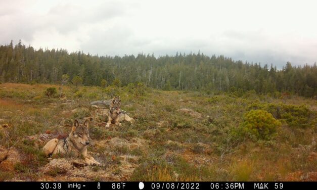 Southeast wolves not endangered or threatened, feds say