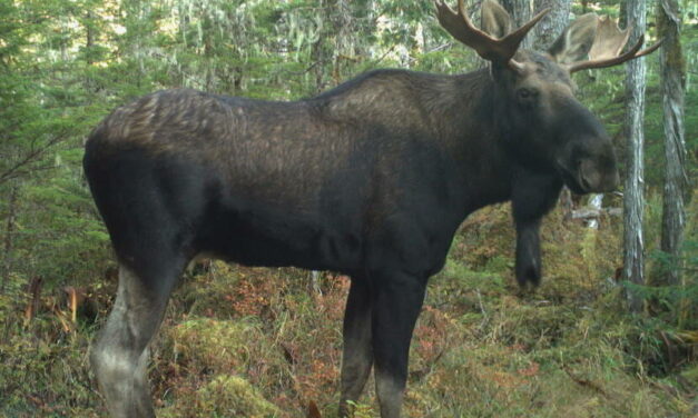 Southeast Alaska hunt harvests show moose moving to new areas