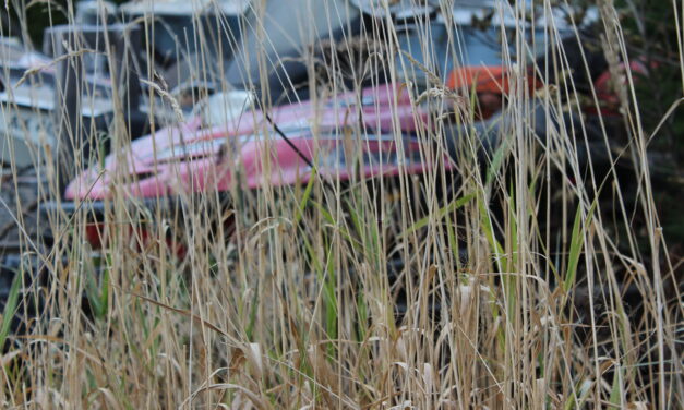 Wrangell leaders grapple with how to start enforcing local nuisance codes