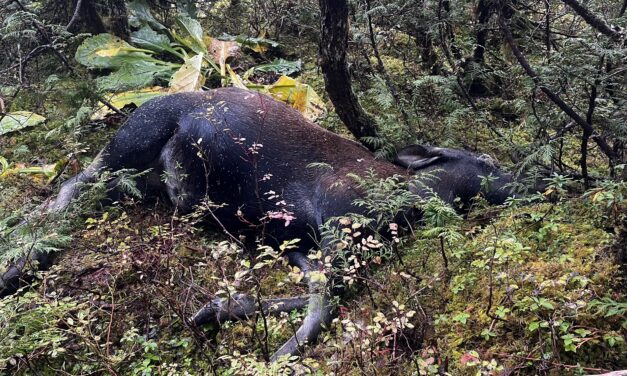 Stikine Sportsmen offer $2,500 reward for information about illegally killed cow moose on Wrangell Island