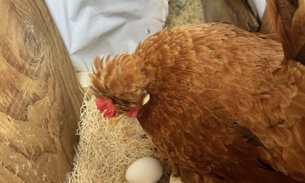 Wranglin’ in Wrangell: a little taste of homesteading