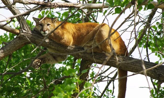 Alaska Wildlife Troopers take lead on last week’s mountain lion death on Wrangell Island