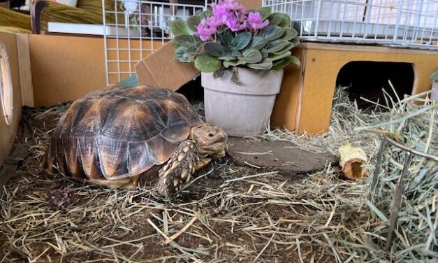 Under the shell in Wrangell’s yards