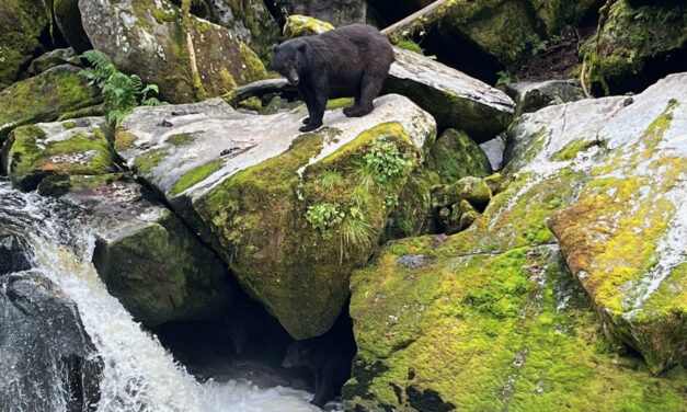 T3 students give Anan Wildlife Observatory a technology upgrade