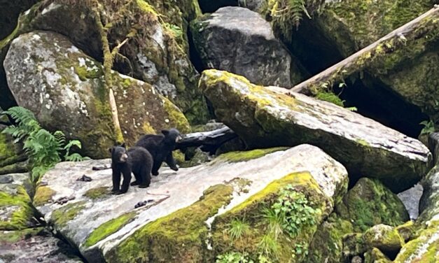 A visit to Anan Wildlife Observatory where anyone can view now