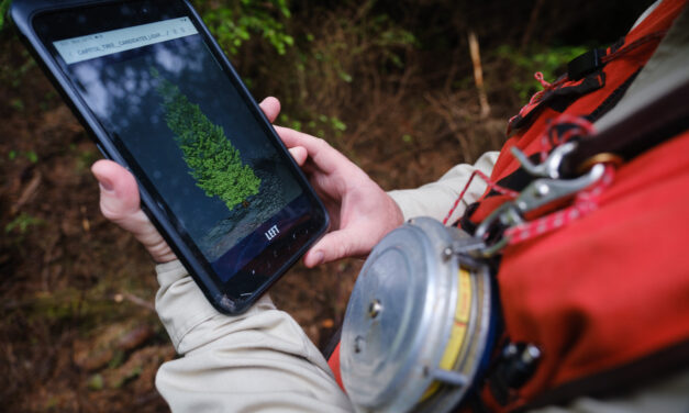 Tongass tree will ‘deck the halls’ of Washington D.C.