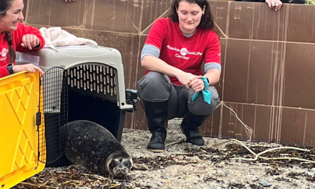 Rescued seal returns to her home waters, plump enough for the winter season