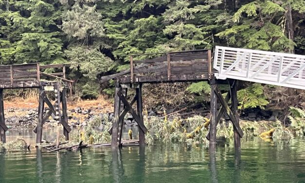 Trees struck down on Zarembo Island causeway, making area unusable again