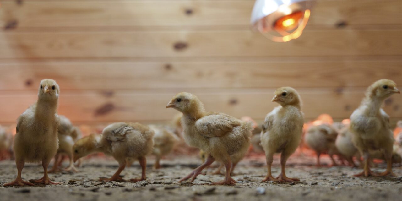 12,000 chicks found abandoned in postal truck raise concerns about animal shipping