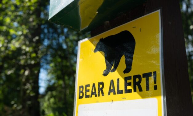 Increased bear activity closes several East Anchorage trails