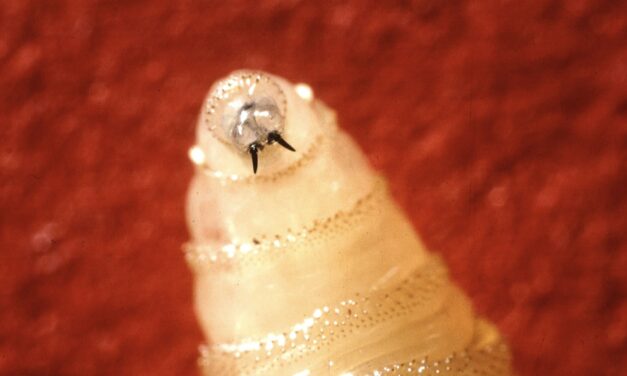 The U.S. confirms its first human case of New World screwworm. What is it?