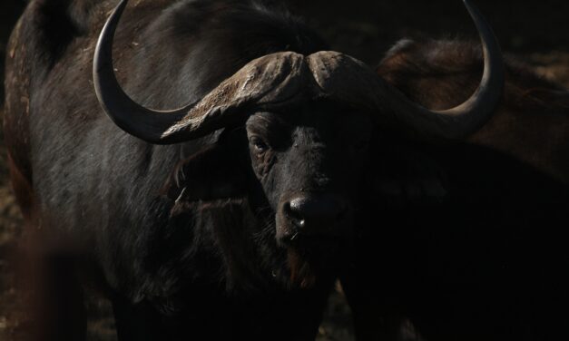 Texas big game hunter killed while stalking African Cape buffalo