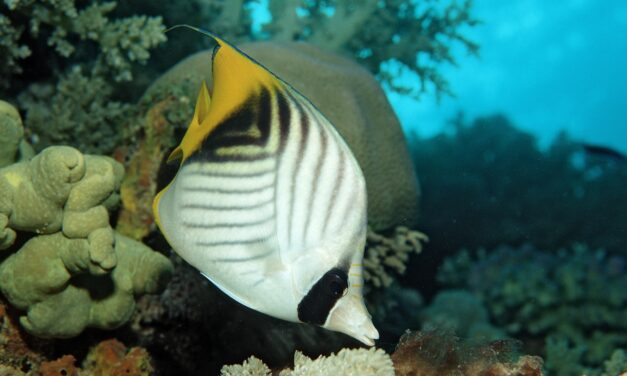 These fish may feel pleasure while being groomed by other fish