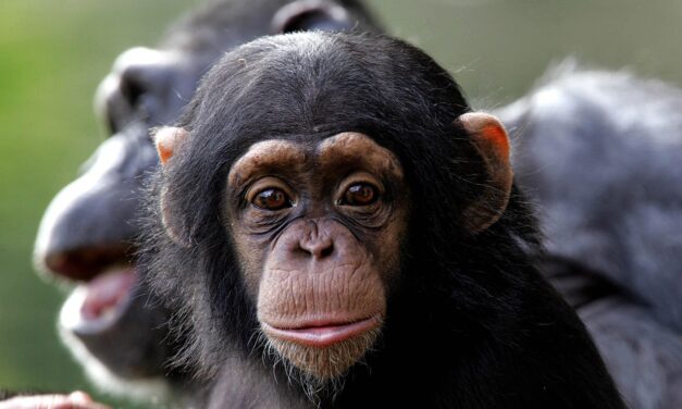 Chimpanzees pick up communication styles from their moms, not their dads