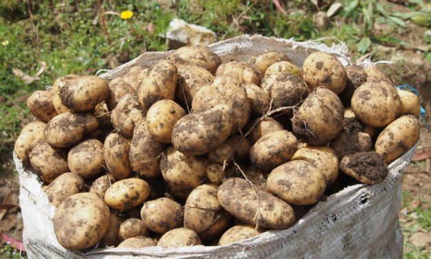 The strange-but-true origin story of the humble potato
